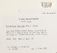 Ditrichum lineare image