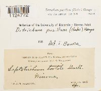 Ditrichum pusillum image