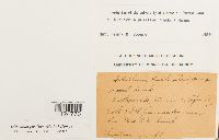 Ditrichum pusillum image