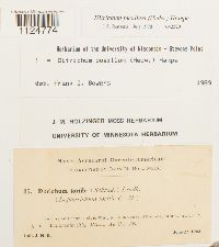Ditrichum pusillum image