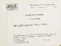 Ditrichum pusillum image