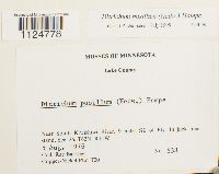 Ditrichum pusillum image