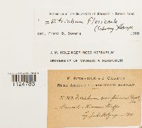 Ditrichum flexicaule image