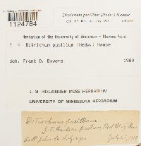 Ditrichum pusillum image