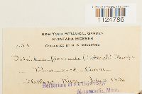 Ditrichum flexicaule image