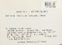 Ditrichum flexicaule image