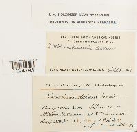 Ditrichum flexicaule image