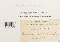 Ditrichum flexicaule image