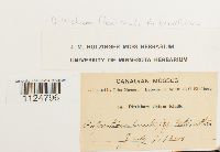 Ditrichum flexicaule image