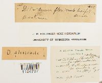 Ditrichum flexicaule image