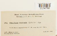 Ditrichum flexicaule image