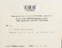 Ditrichum flexicaule image