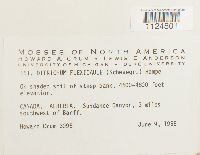 Ditrichum flexicaule image