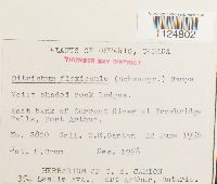 Ditrichum flexicaule image