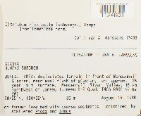 Ditrichum flexicaule image