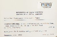 Ditrichum flexicaule image