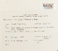 Ditrichum flexicaule image