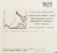 Ditrichum flexicaule image