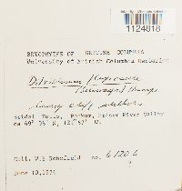 Ditrichum flexicaule image