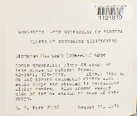 Ditrichum flexicaule image