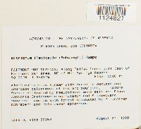 Ditrichum flexicaule image