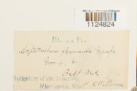 Ditrichum flexicaule image