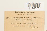 Ditrichum flexicaule image