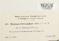 Ditrichum heteromallum image