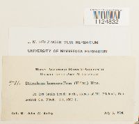 Ditrichum heteromallum image