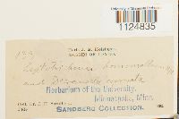 Ditrichum heteromallum image