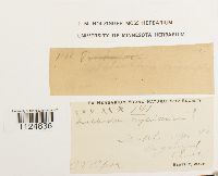 Ditrichum heteromallum image