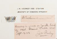 Ditrichum heteromallum image