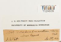 Ditrichum heteromallum image