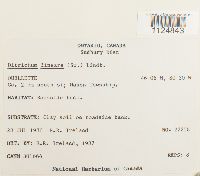 Ditrichum lineare image