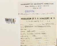 Ditrichum lineare image