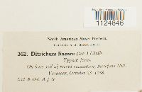 Ditrichum lineare image