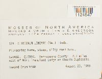 Ditrichum lineare image