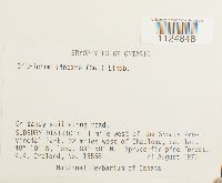 Ditrichum lineare image