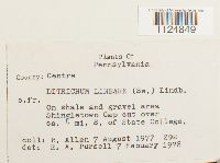 Ditrichum lineare image