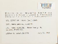 Ditrichum lineare image