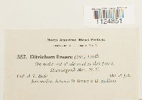 Ditrichum lineare image