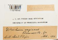 Ditrichum lineare image