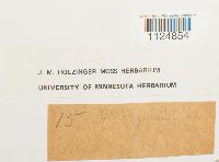 Ditrichum lineare image