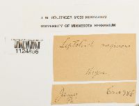 Ditrichum lineare image