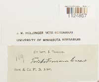 Ditrichum lineare image