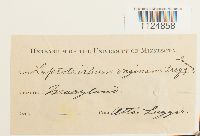 Ditrichum lineare image