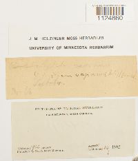 Ditrichum lineare image