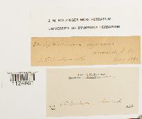 Ditrichum lineare image