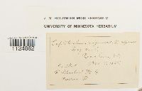 Ditrichum lineare image