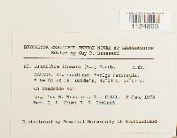 Ditrichum lineare image